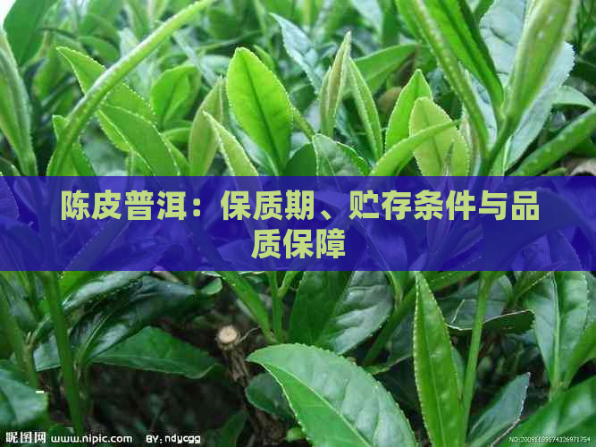 陈皮普洱：保质期、贮存条件与品质保障