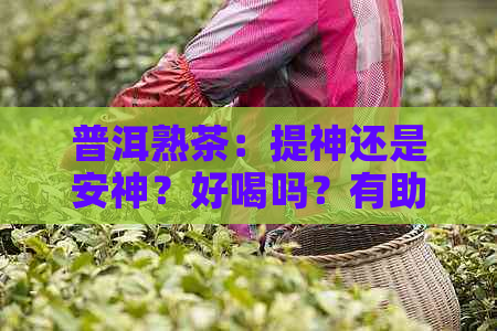 普洱熟茶：提神还是安神？好喝吗？有助于入眠吗？
