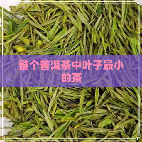整个普洱茶中叶子最小的茶