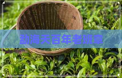 勐海天百年老班章