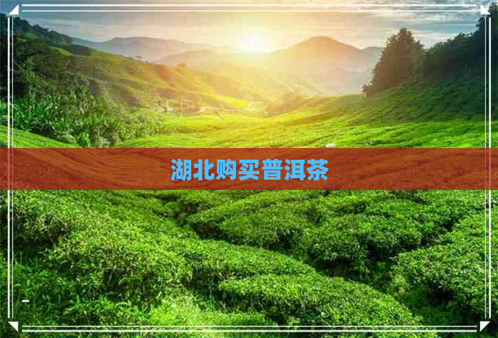 湖北购买普洱茶