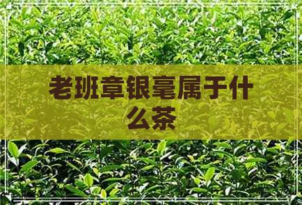 老班章银毫属于什么茶